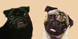 AIRBRUSHED LICENSE PLATES - PUGS - BLACK & BROWN - #902