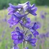 Tall Larkspur (Delphinium exaltatum) - Jumbo Wildflower Seed Packet