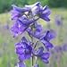 Tall Larkspur (Delphinium exaltatum) - Jumbo Wildflower Seed Packet