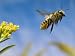 Leaf-Cutting Bee (Megachile Sp.) Departing a Goldenrod Flower (Solidago Sp.), North America Photographic Poster Print by Michael Durham/Minden Pictures, 24x18