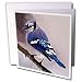 Birds - Blue Jay - Greeting Cards-12 Greeting Cards with envelopes