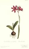 Ixia Latifolia Var. Latifolia Art Poster Print by Sydenham Teast Edwards, 5×9