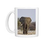 African Elephant - big adult walking straight towards the camera in late Photo Mugs