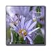 Purple English Aster Flowers Thinking of You - 4 Inch Ceramic Tile