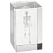 3B Scientific MAA10G Medart Glass Block Skeleton Model, 2" Length x 2" Width x 3.1" Height