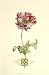 Floral Adornment II - Vision studio Art Print Poster 18 x 28