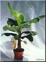 Dwarf / Patio Banana Plant TWO PLANTS