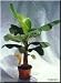 Dwarf / Patio Banana Plant TWO PLANTS