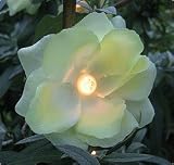 20 rose garden lights - great for wedding decorations or for a party