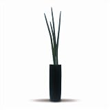�s�l�H�ϗt�A���E���ԁtSansevieria Stucky(�T���Z�x���A�E�X�^�b�L�[/����Η�)