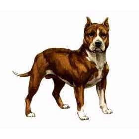 7.5cm x 5cm Acrylic Fridge Magnet-Pitbull