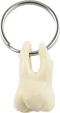 Tooth Key Chain Anatomy Accessory