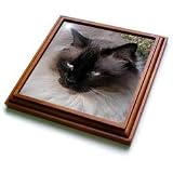 Cats - Siamese Cat - Trivets