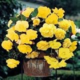 Amazon / Hirts: Bulb; Begonia: Pendula Yellow Begonia 1 Bulb -Great in Hanging Baskets