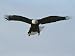 American Bald Eagle Soars Through a Cloudless Blue Sky Photographic Poster Print, 24x...