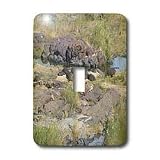 Angelique Cajams Safari Hippos - South African Hippopotami laying on the rocks - Light Switch Covers - single toggle switch