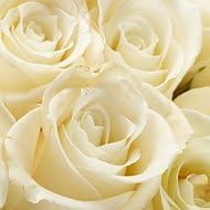 Bulk Roses | White | 250 | 15 inches