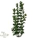 Tetra Waterwonders Plant 6 inch Moneywort