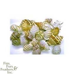 FMR HERMIT SHELL MEDIUM 12PC