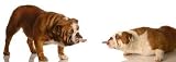 Two Bulldogs Sticking Tongues out at Each Other - Dog Fight - 18