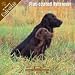 2008 Flat Coated Retriever 2008 16 Month Wall Calendar **IN STOCK NOW**