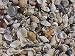 Sea Shells Mixed Beach Seashells 250+ By Hinterland Trading Co 31tju0ZqOpL. SL75 Heres Some Great Ideas for Beach Theme Wedding Favors