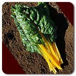 100% Certified Organic: Golden Swiss Chard Seeds - B002AQGB3W