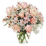 Roses - Paradise Island