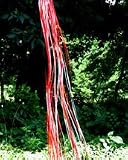 Rainbow Holographic Windsock Red and Silver 50