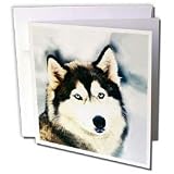 Dogs Siberian Husky - Staring Siberian Husky - Greeting Cards-6 Greeting Cards with envelopes