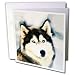 Dogs Siberian Husky - Staring Siberian Husky - Greeting Cards-6 Greeting Cards with envelopes