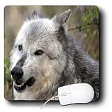 WhiteOak Photography Wolves - Grey Wolf with ears back - Mouse Pads