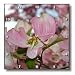 Pink Dogwood Tree Flowers Flower Photography - 10x10 Wall Clock