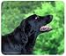 Flat-Coated Retriever Mousepad