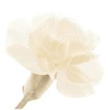 GEORGE FOSSEY CARNATION II 11.75