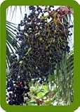 Acai Berry Concentrate 3000mg – 100g Powder
