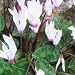 Cyclamen persicum (3 Corms)