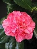Review   / Camellia Kick-Off