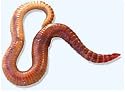 4# Red Wigglers for Worm Composting