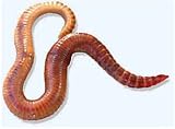 10# Bulk CompostCritter Red Wigglers