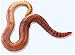 4# Red Wigglers for Worm Composting