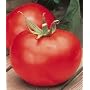 Better Boy Hybrid Tomato 45 Seeds- Plump & Juicy!