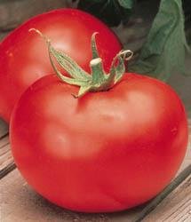 Better Boy Tomato 35 Seeds - GARDEN FRESH PACK!