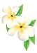 Frangipani Flowers on White Background - 18