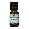 Eucalyptus 100% Pure Essential Oil - 10 ml