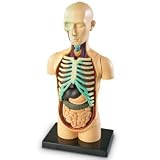 Human Body Anatomy Model
