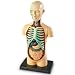 Human Body Anatomy Model