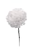 100 Carnation 5