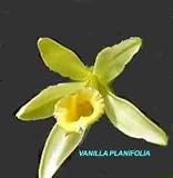 Vanilla planifolia 551E