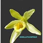 Vanilla planifolia 551Es